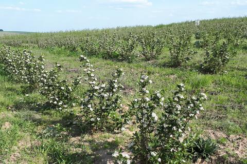  Pastilla-aronia-apples-and-quince-2.png