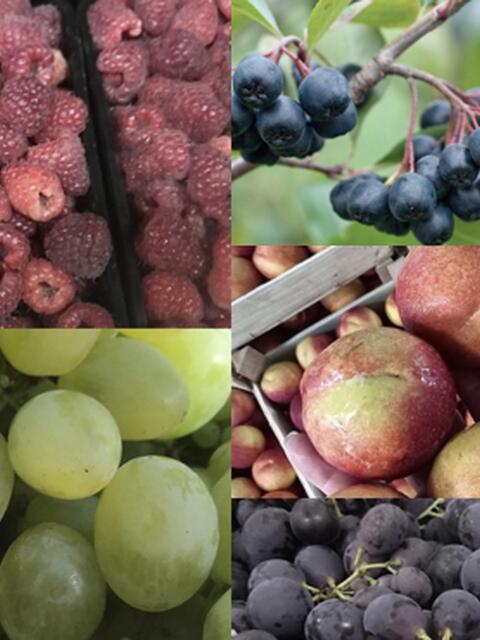 Fresh / seasonal products