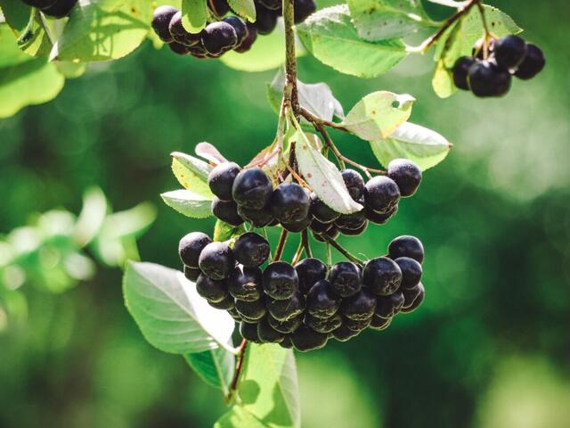 Totul Despre Aronia